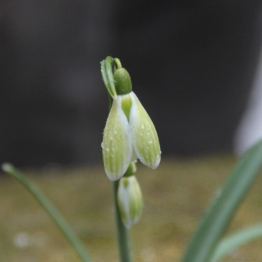 Galanthus 'Green Tear'