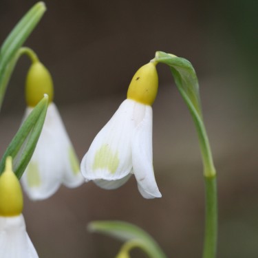 Galanthus 'Golden Fleece' Galanthus 'Golden Fleece'
