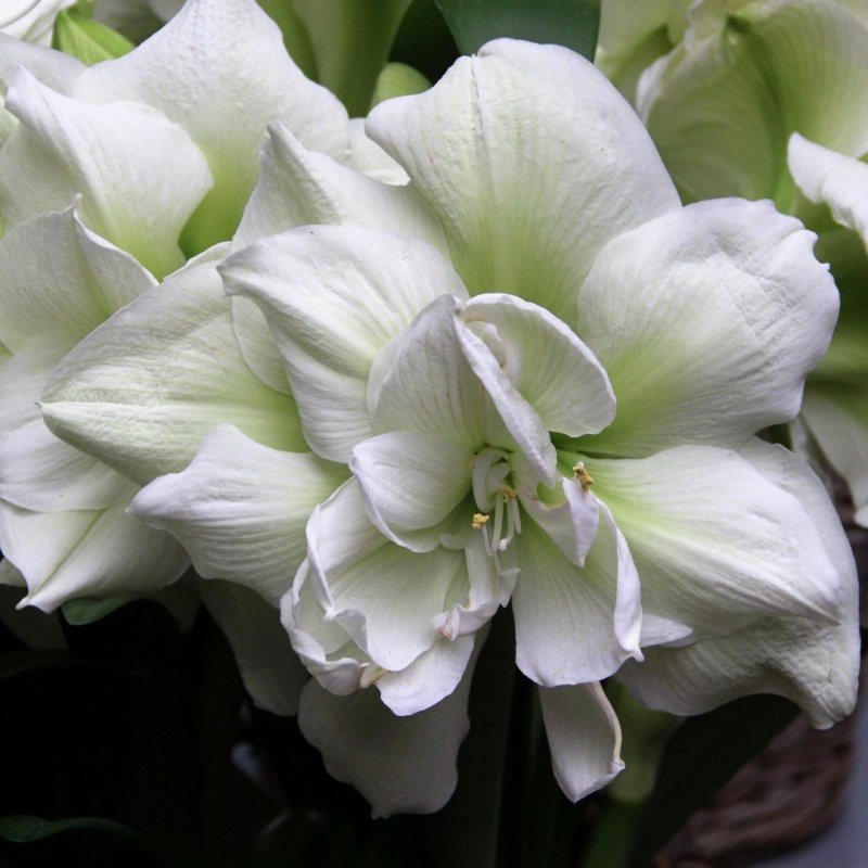 Hippeastrum 'Polar Belle'® Hippeastrum 'Polar Belle'®