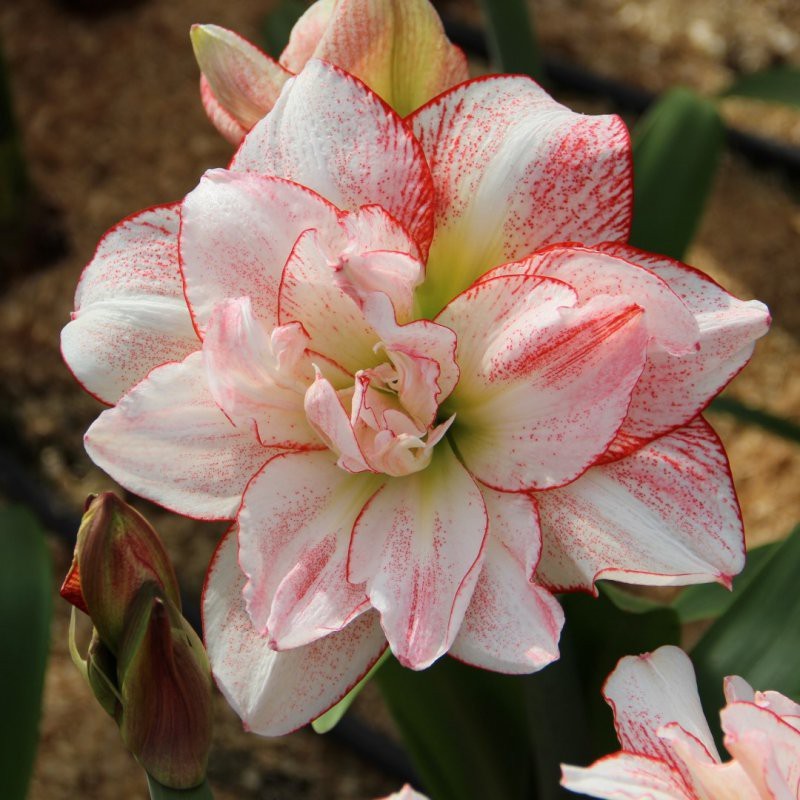 Hippeastrum 'Striped Amadeus'® Hippeastrum 'Striped Amadeus'®
