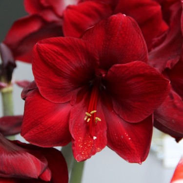 Hippeastrum 'Red Pearl'