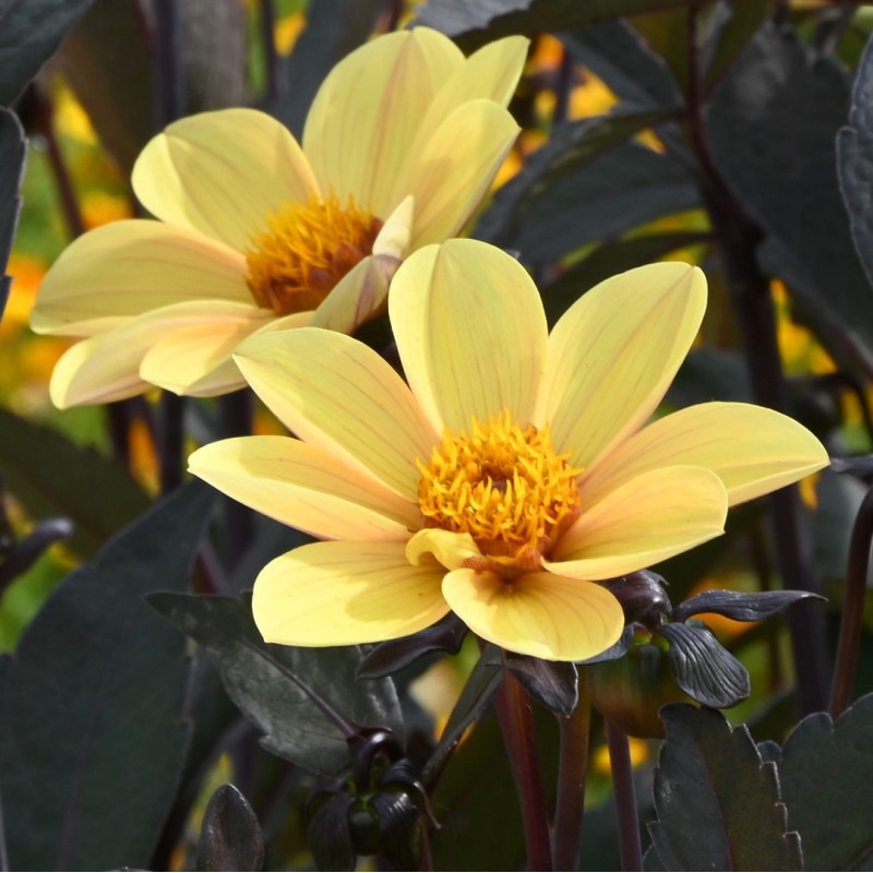 Dahlia 'Bishop of York' Dahlia 'Bishop of York'
