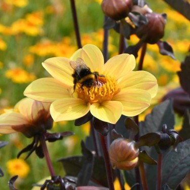 Dahlia 'Bishop of York' Dahlia 'Bishop of York'