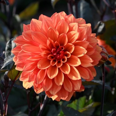 Dahlia 'Missis Trucella' Dahlia 'Missis Trucella'