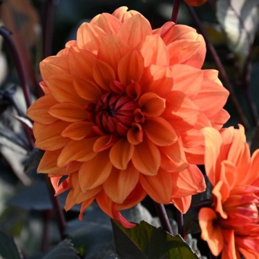 Dahlia 'Missis Trucella' Dahlia 'Missis Trucella'