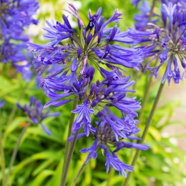 Agapanthus 'Navy Blue'