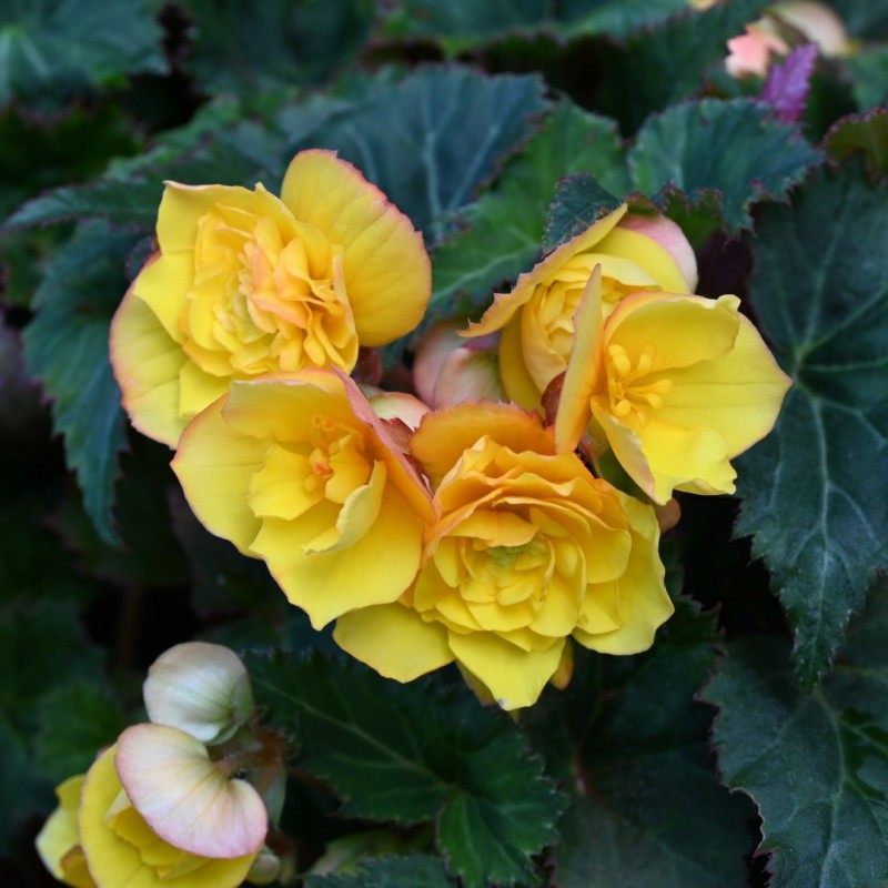 Begonia multiflora 'Goldfinch' Begonia multiflora 'Goldfinch'