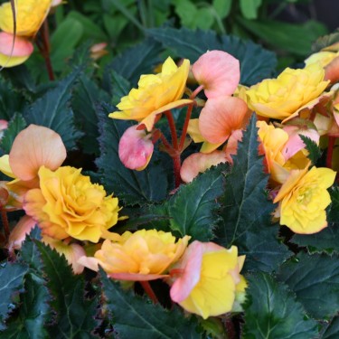 Begonia multiflora 'Goldfinch' Begonia multiflora 'Goldfinch'