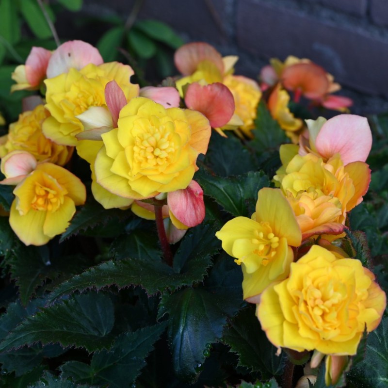 Begonia multiflora 'Goldfinch' Begonia multiflora 'Goldfinch'