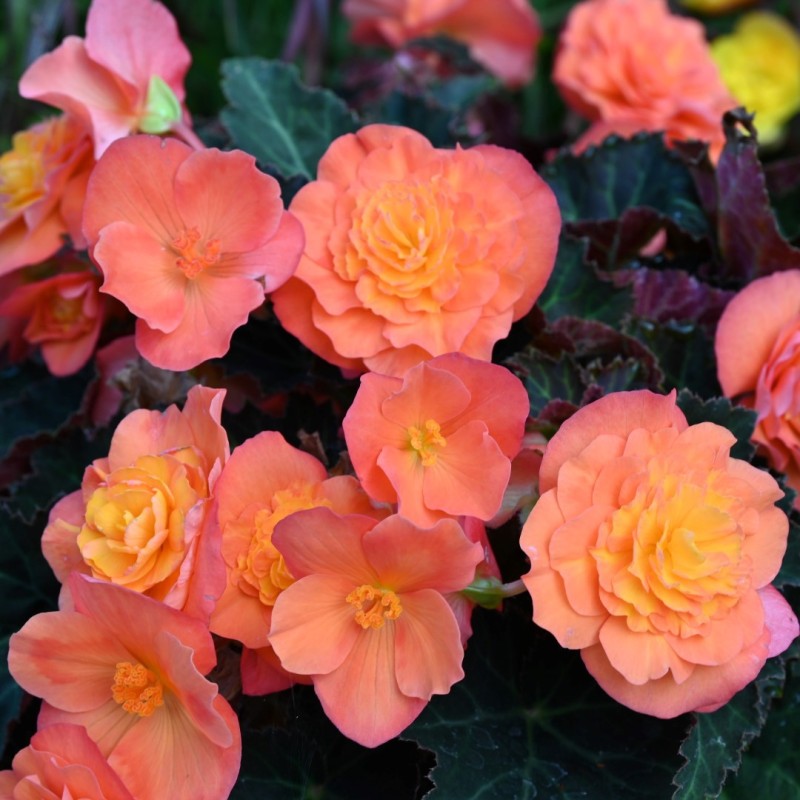 Begonia multiflora 'Peardrop' Begonia multiflora 'Peardrop'