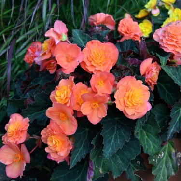 Begonia multiflora 'Peardrop' Begonia multiflora 'Peardrop'