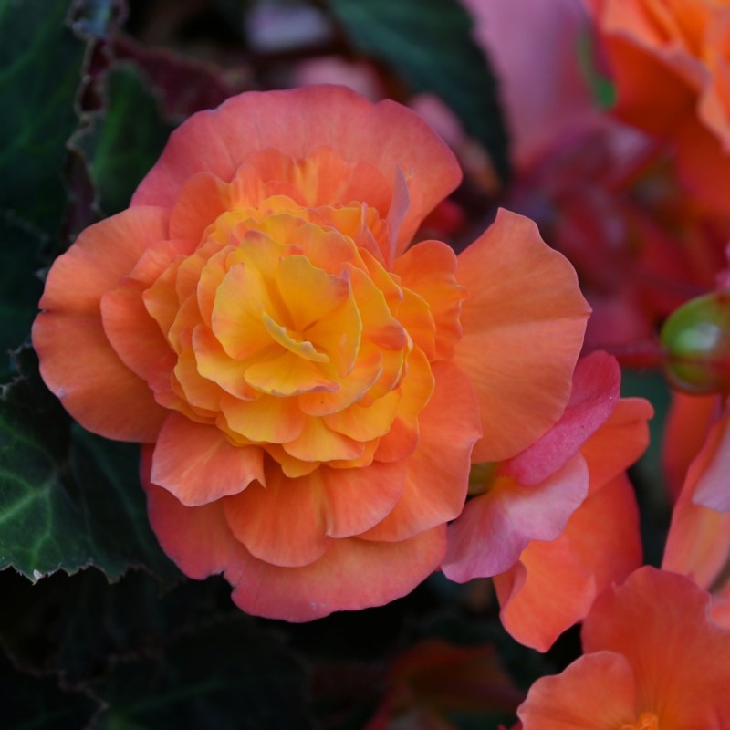 Begonia multiflora 'Peardrop' Begonia multiflora 'Peardrop'