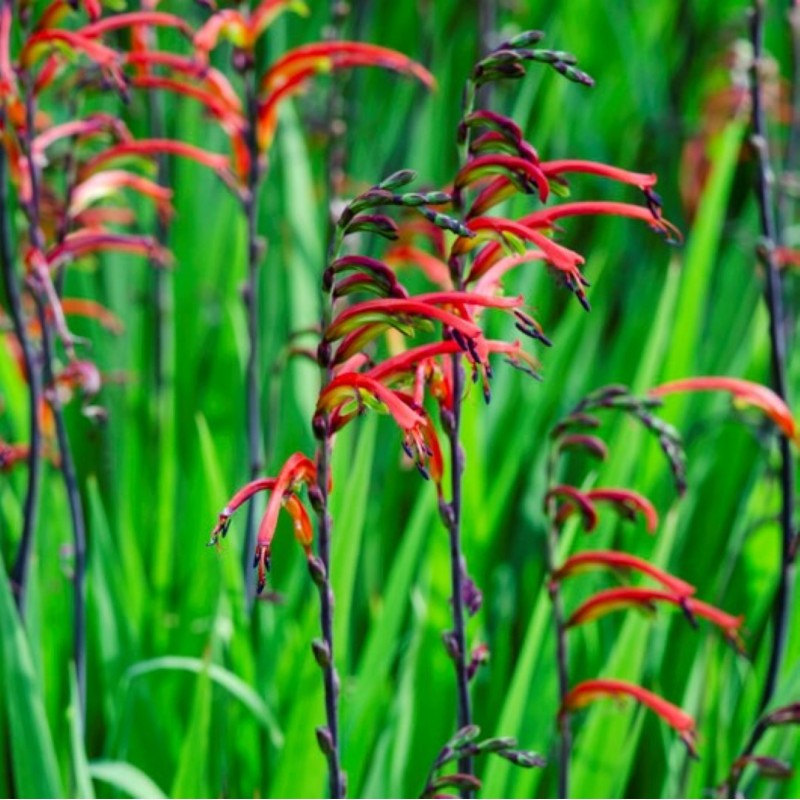 Chasmanthe floribunda