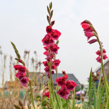 Gladiolus papilio 'Ruby'