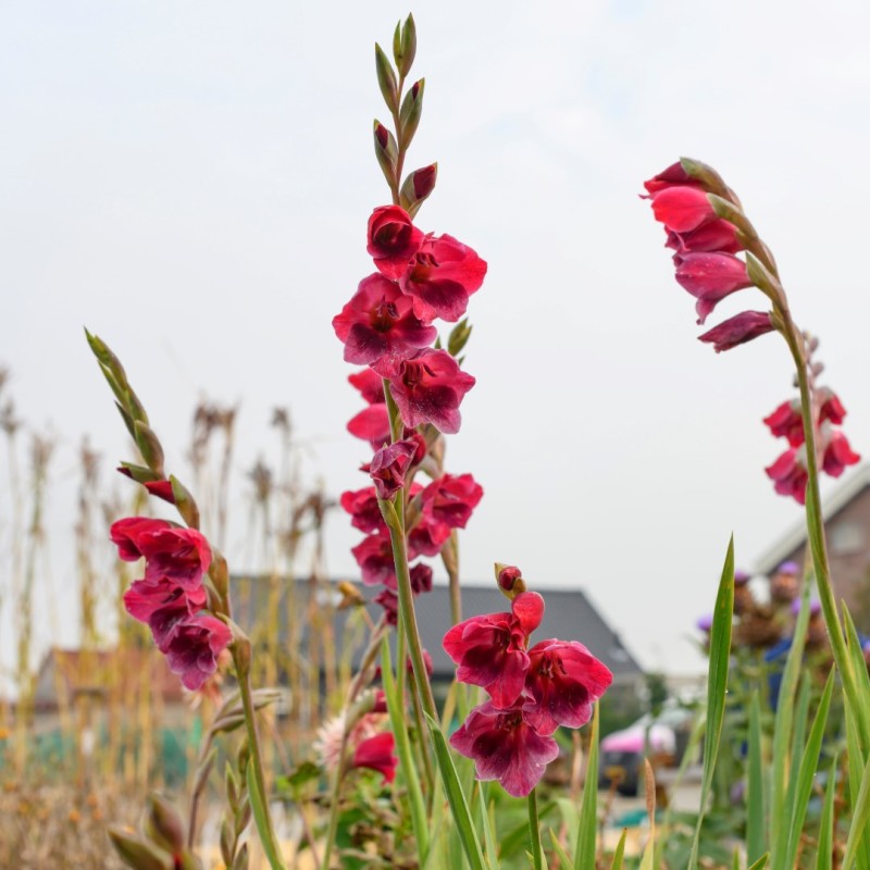 Gladiolus papilio 'Ruby' Gladiolus papilio 'Ruby'