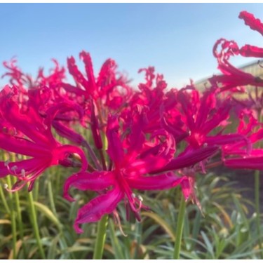 Nerine bowdenii 'Mr. Nick'