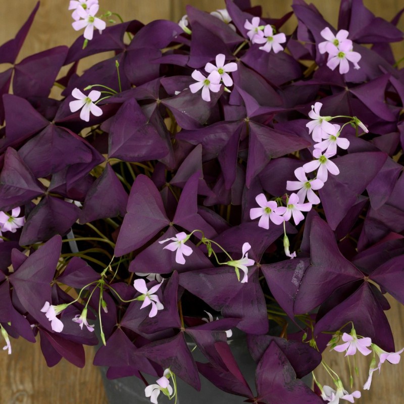 Oxalis triangularis 'Burgundy Wine' ®