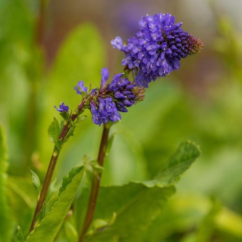 Wulfenia schwarzii Wulfenia schwarzii