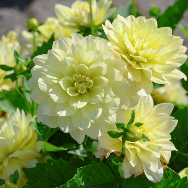 Dahlia 'Berliner Lemon' Dahlia 'Berliner Lemon'