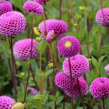 Dahlia 'Franz Kafka'