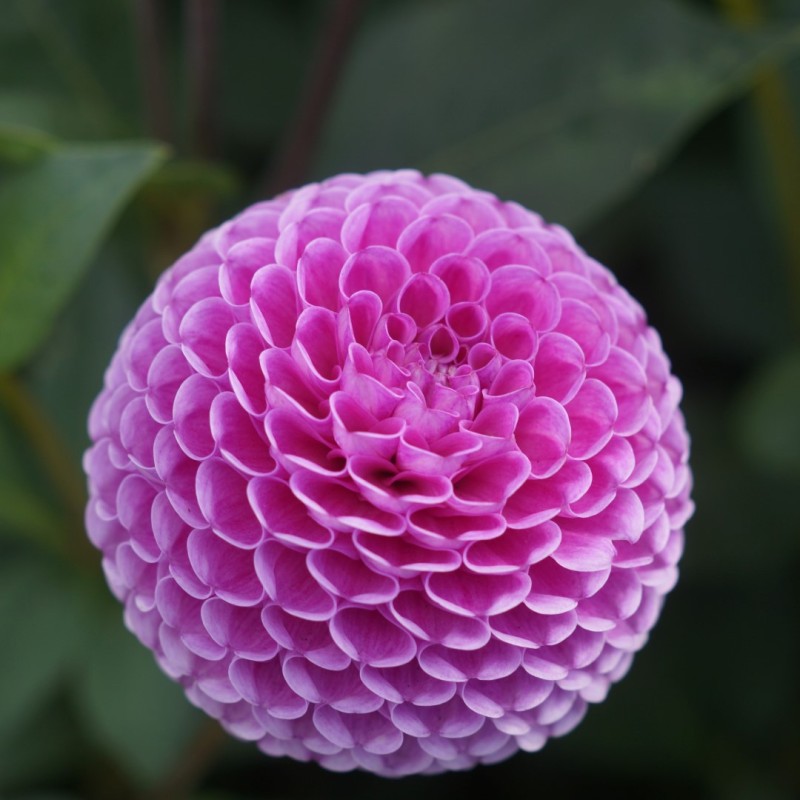 Dahlia 'Franz Kafka' Dahlia 'Franz Kafka'