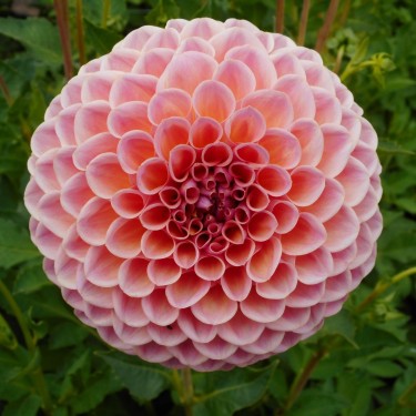 Dahlia 'Jowey Winnie' Dahlia 'Jowey Winnie'