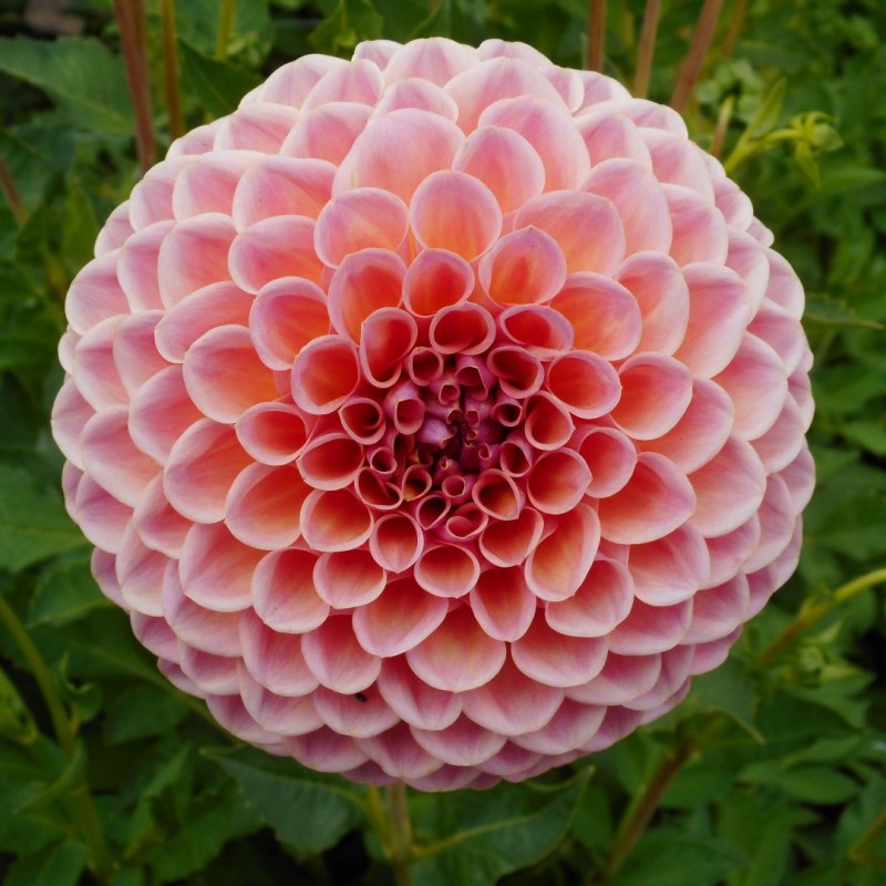 Dahlia 'Jowey Winnie' Dahlia 'Jowey Winnie'