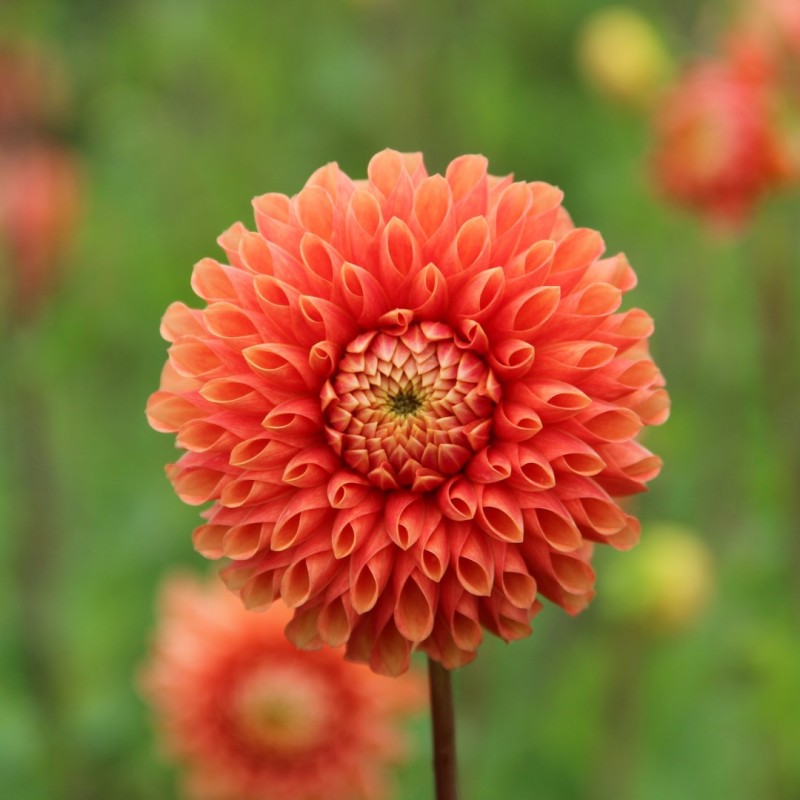 Dahlia 'Jowey Linda' Dahlia 'Jowey Linda'