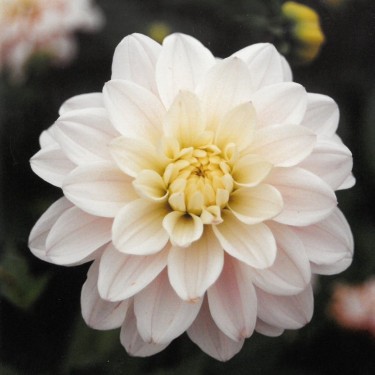 Dahlia 'Silver Years' Dahlia 'Silver Years'