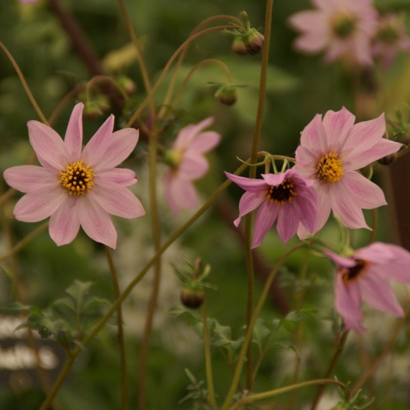 Dahlia merckii