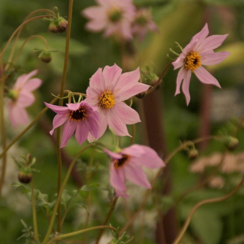 Dahlia merckii