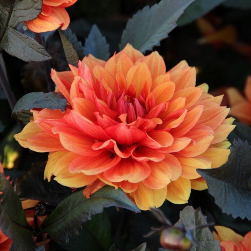 Dahlia 'Missis Trucella' Dahlia 'Missis Trucella'