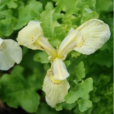 Iris pseudacorus var. bastardii