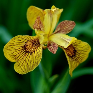Iris pseudacorus 'Berliner Tiger'
