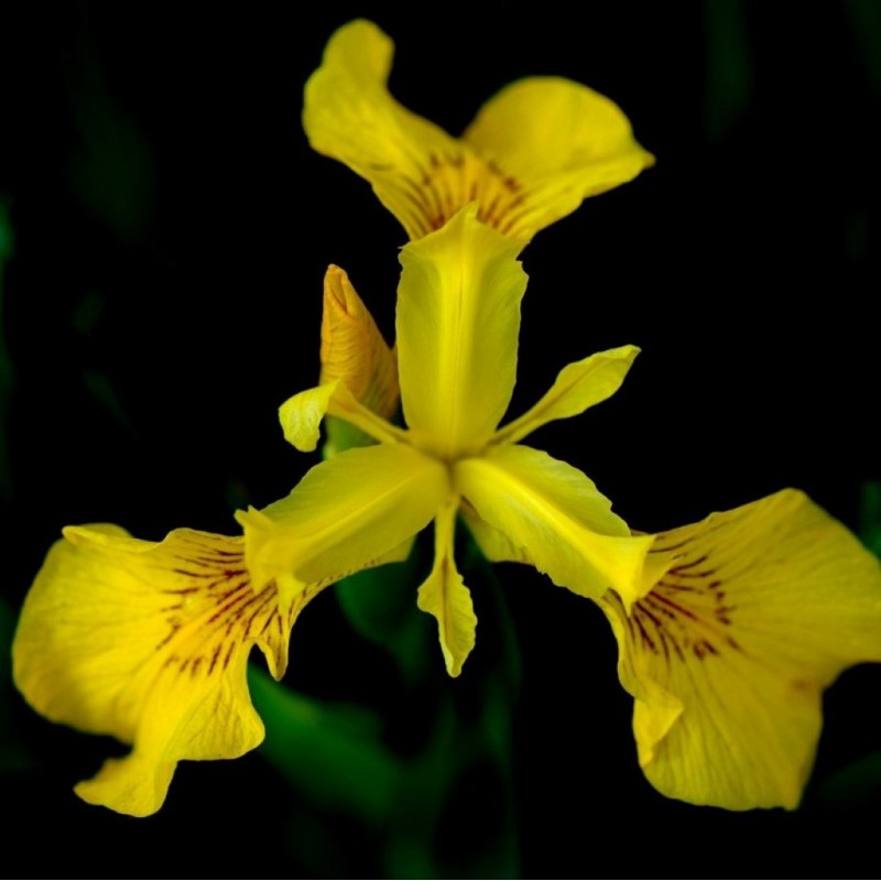 Iris pseudacorus Iris pseudacorus