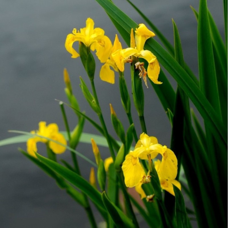 Iris pseudacorus Iris pseudacorus