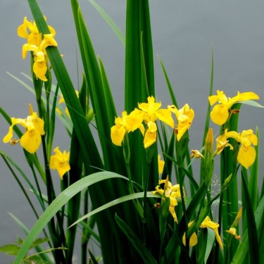 Iris pseudacorus Iris pseudacorus