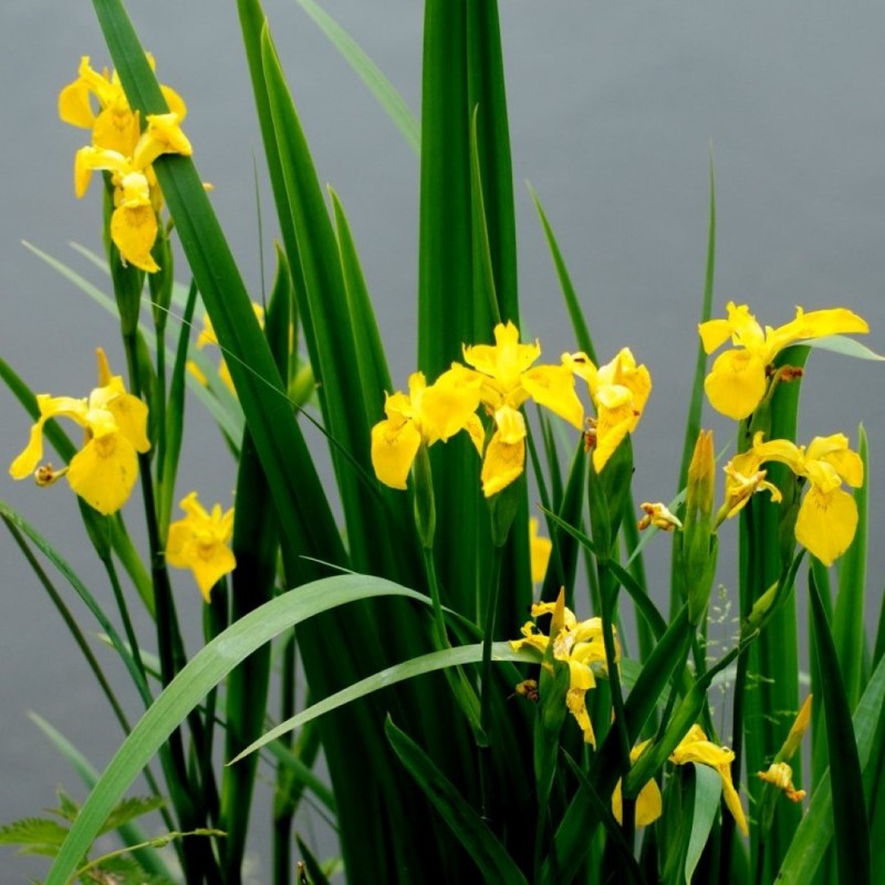 Iris pseudacorus Iris pseudacorus