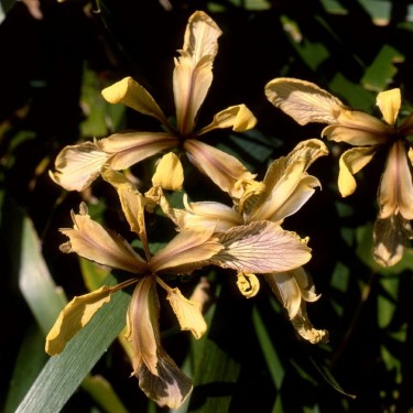 Iris foetidissima