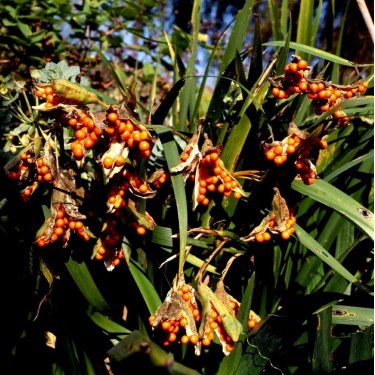 Iris foetidissima