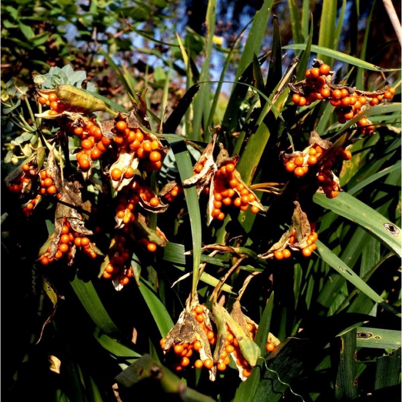 Iris foetidissima