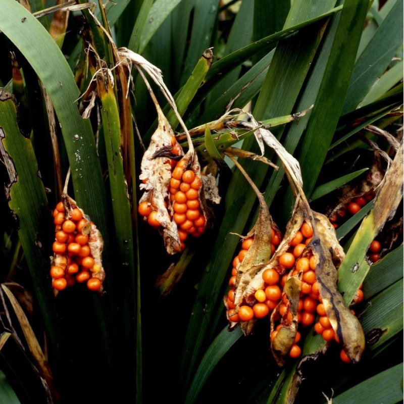 Iris foetidissima