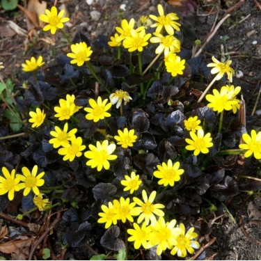 Ficaria verna 'Brazen Hussy'