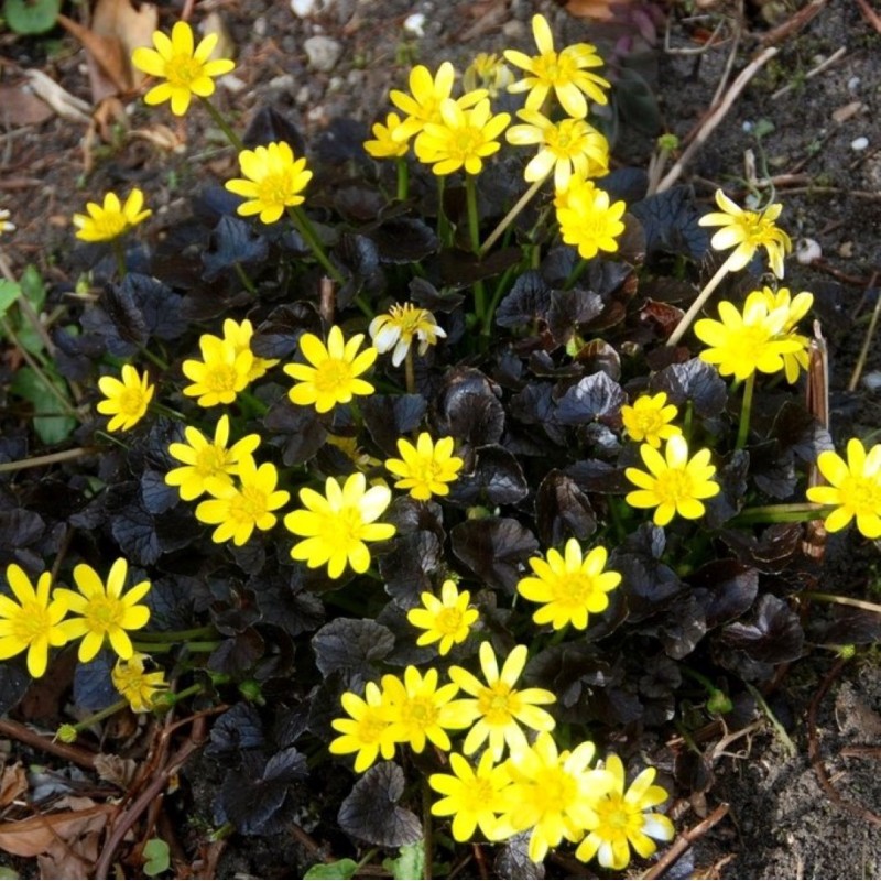 Ficaria verna 'Brazen Hussy' Ficaria verna 'Brazen Hussy'