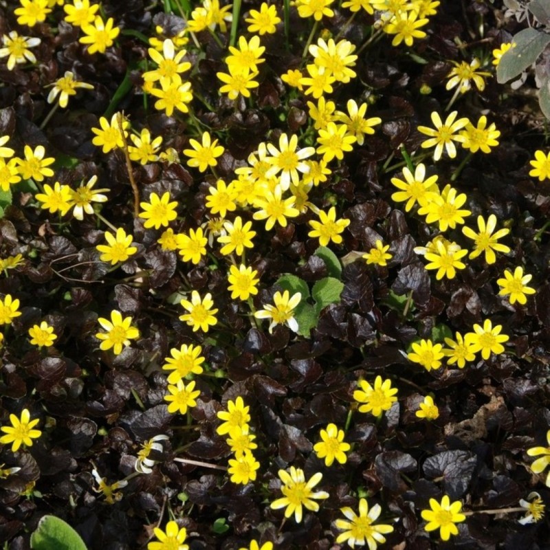 Ficaria verna 'Brazen Hussy' Ficaria verna 'Brazen Hussy'