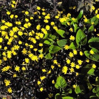 Ficaria verna 'Brazen Hussy' Ficaria verna 'Brazen Hussy'