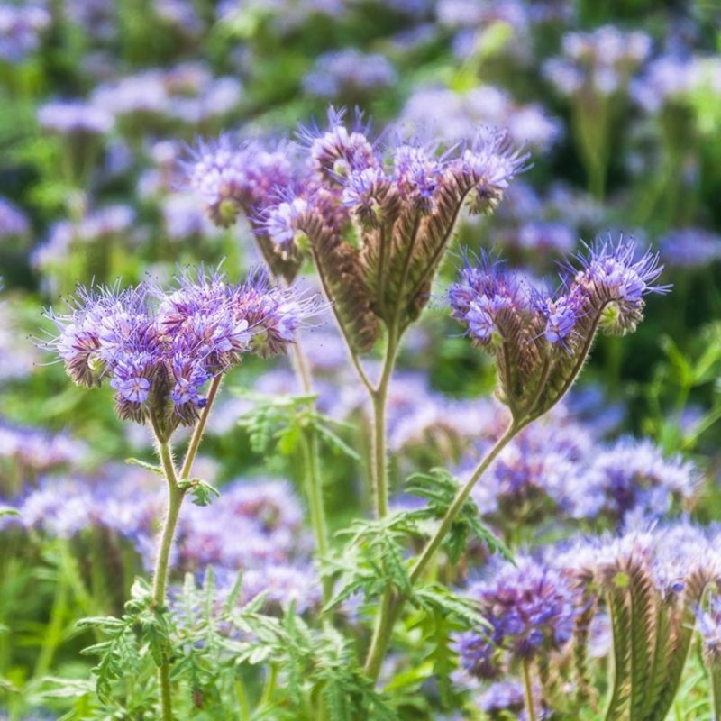 Phacelia - Groenbemester, Phacelia tanacetifolia -zaden- Phacelia - Groenbemester, Phacelia tanacetifolia -zaden-