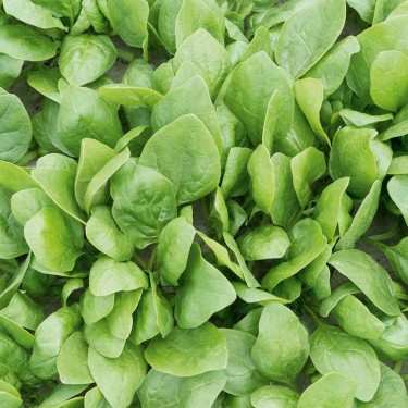 Spinazie 'Renegade F1', Spinacia oleracea -zaden-