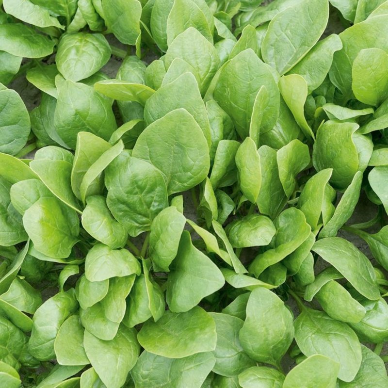 Spinazie 'Renegade F1', Spinacia oleracea -zaden- Spinazie 'Renegade F1', Spinacia oleracea -zaden-