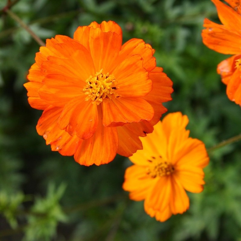 Cosmea, oranje, Cosmos sulphureus -zaden- Cosmea, oranje, Cosmos sulphureus -zaden-